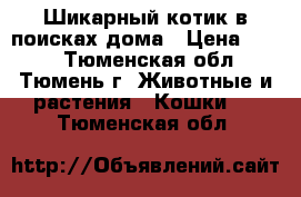  Шикарный котик в поисках дома › Цена ­ 300 - Тюменская обл., Тюмень г. Животные и растения » Кошки   . Тюменская обл.